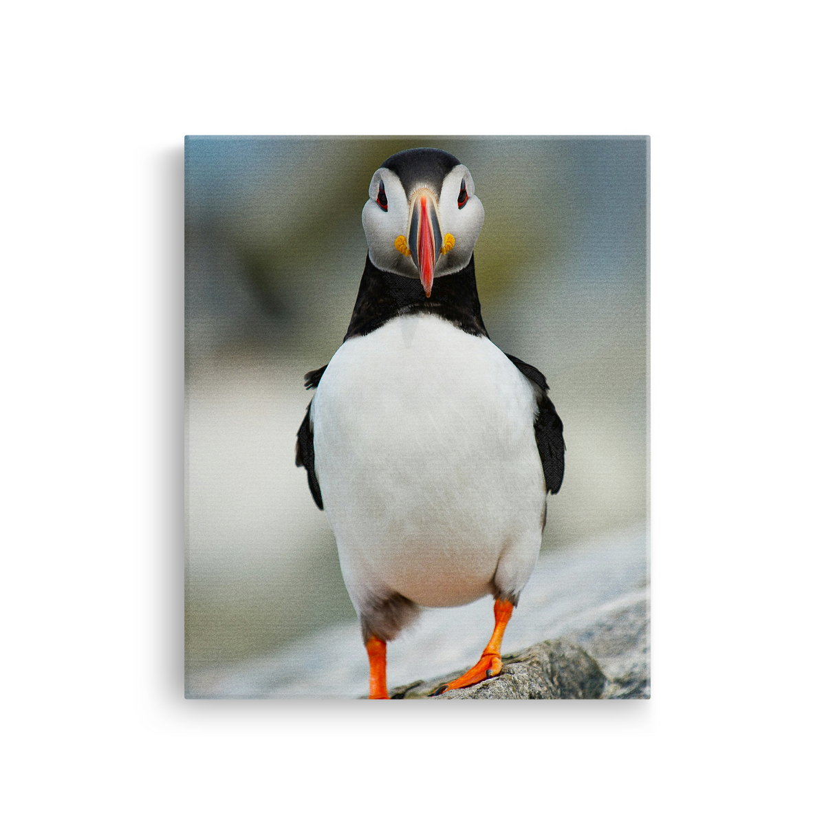 Tablou Canvas Pasăre Puffin Atlantic, Fotografie Wildlife, Multicolor