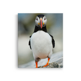 Tablou Canvas Pasăre Puffin Atlantic, Fotografie Wildlife, Multicolor