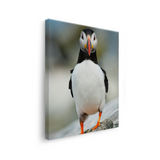 Tablou Canvas Pasăre Puffin Atlantic, Fotografie Wildlife, Multicolor