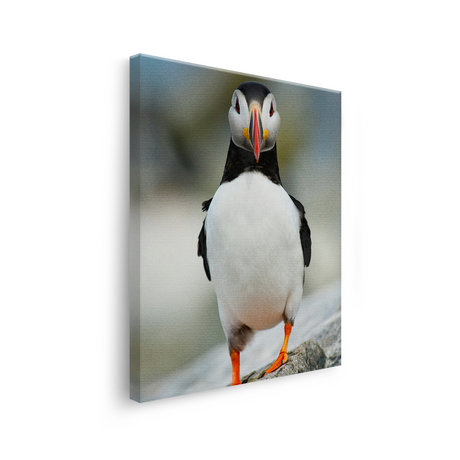 Tablou Canvas Pasăre Puffin Atlantic, Fotografie Wildlife, Multicolor