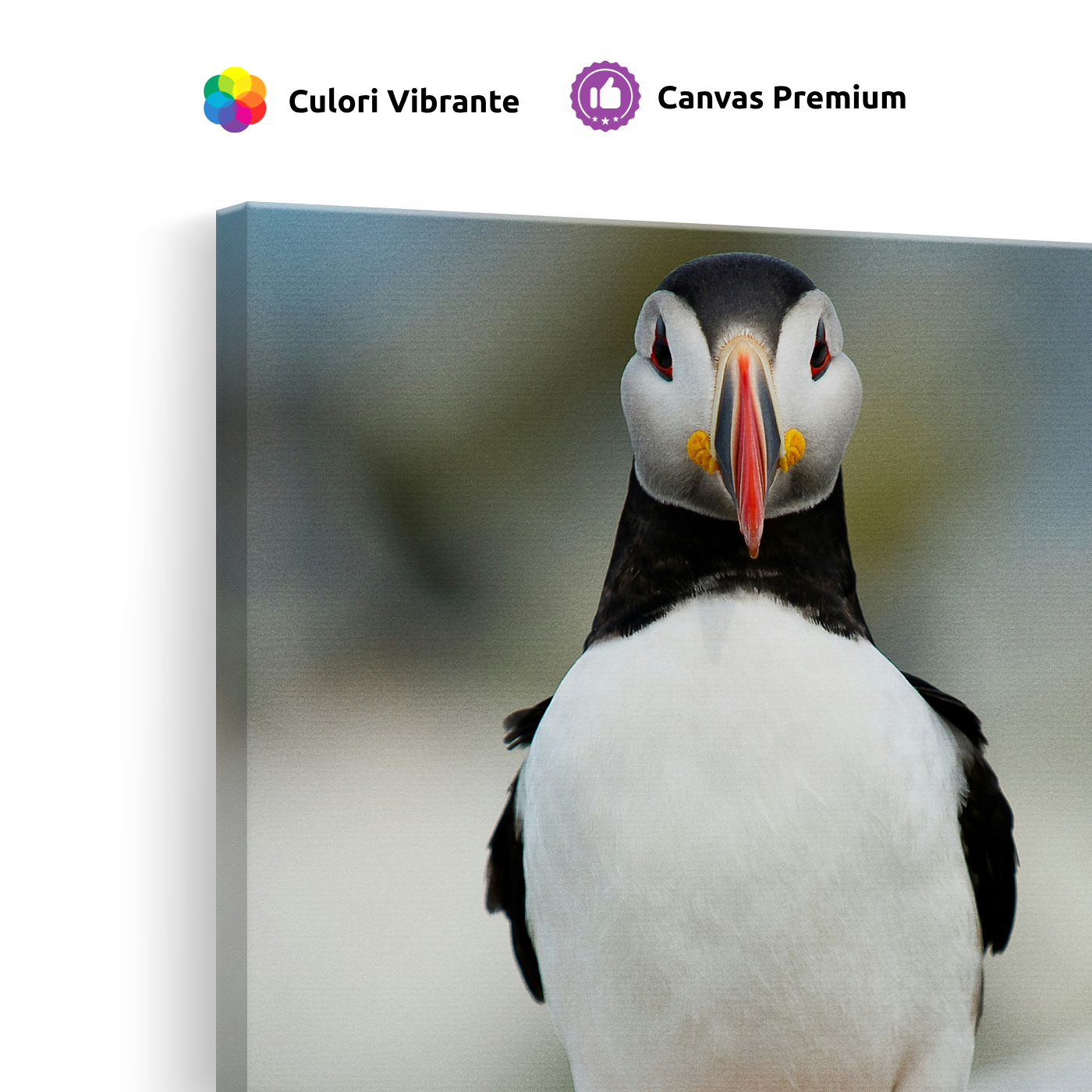 Tablou Canvas Pasăre Puffin Atlantic, Fotografie Wildlife, Multicolor