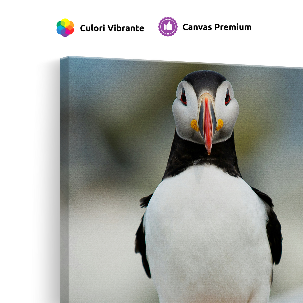 Tablou Canvas Pasăre Puffin Atlantic, Fotografie Wildlife, Multicolor