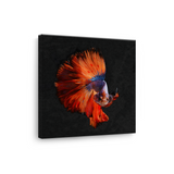 Tablou Canvas Pește Betta în Cadru Întunecat, Fotografie Artistică, Roșu-Albastru
