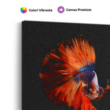 Tablou Canvas Pește Betta în Cadru Întunecat, Fotografie Artistică, Roșu-Albastru