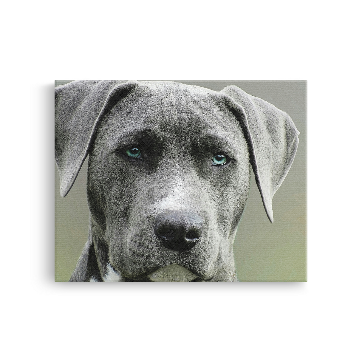 Tablou Canvas Portret Câine cu Ochi Albaștri, Fotografie Canină, Gri-Verde