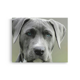 Tablou Canvas Portret Câine cu Ochi Albaștri, Fotografie Canină, Gri-Verde