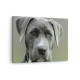 Tablou Canvas Portret Câine cu Ochi Albaștri, Fotografie Canină, Gri-Verde