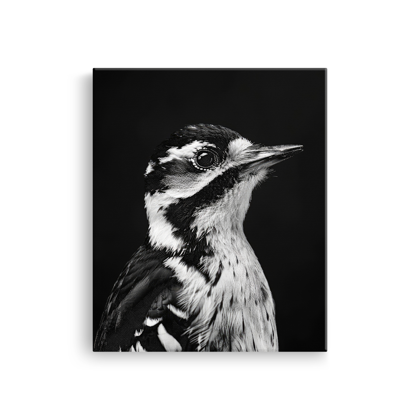 Tablou Canvas Portret Ciocănitoare Mare Alb Negru - IPCVBW-533-2