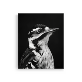 Tablou Canvas Portret Ciocănitoare Mare Alb Negru - IPCVBW-533-2