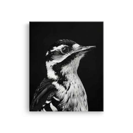 Tablou Canvas Portret Ciocănitoare Mare Alb Negru - IPCVBW-533-2