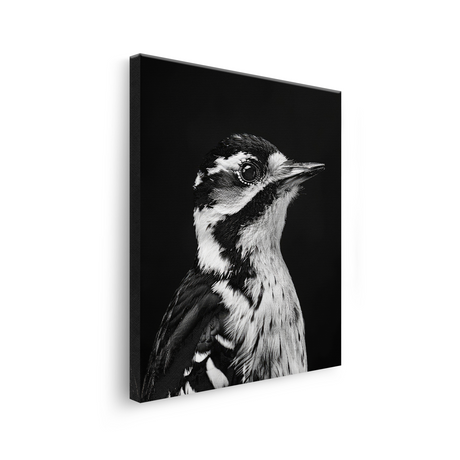 Tablou Canvas Portret Ciocănitoare Mare Alb Negru - IPCVBW-533-3