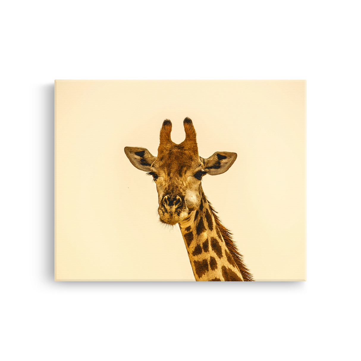 Tablou Canvas Portret Girafă, Wildlife Natural, Bej-Maro