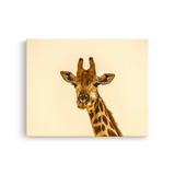 Tablou Canvas Portret Girafă, Wildlife Natural, Bej-Maro