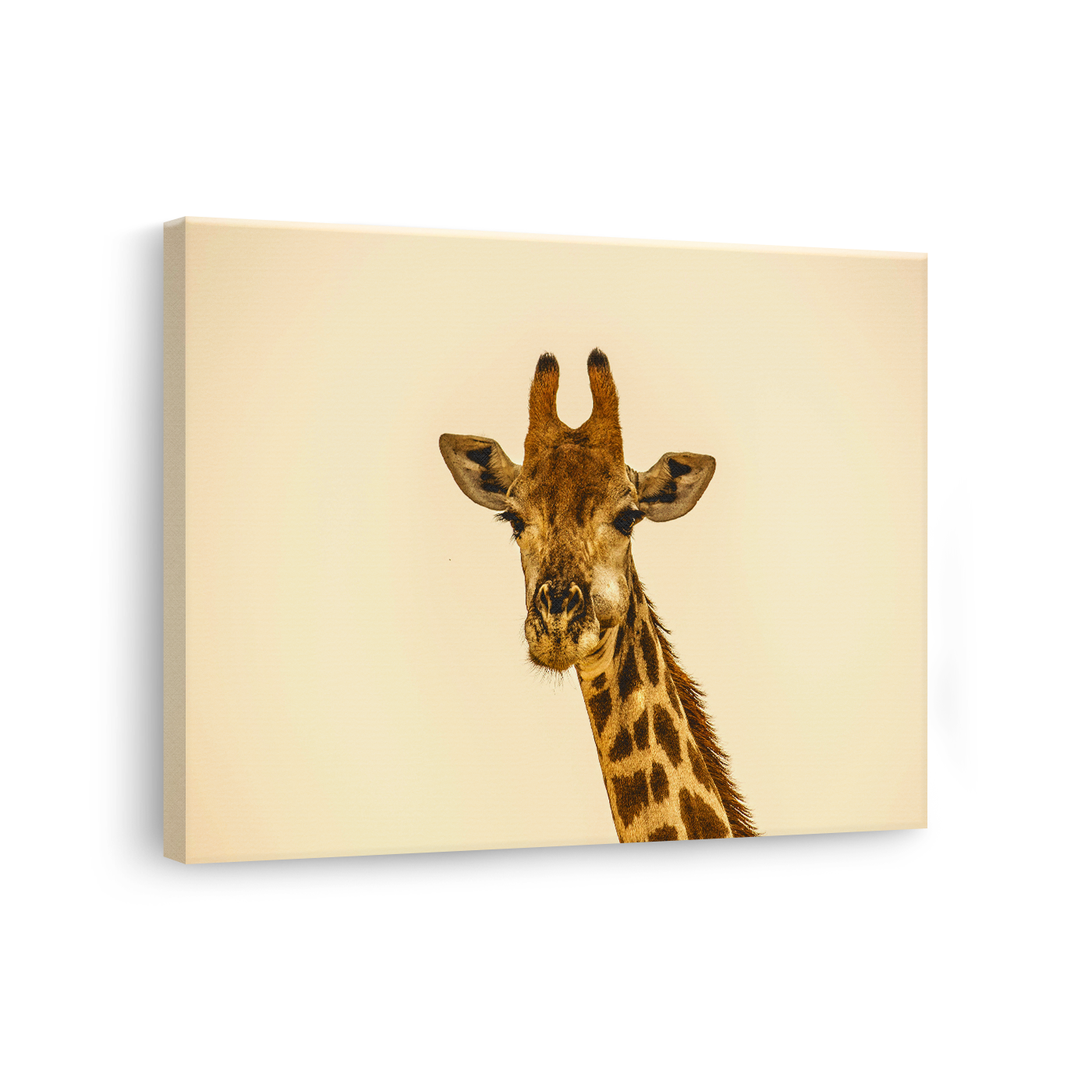 Tablou Canvas Portret Girafă, Wildlife Natural, Bej-Maro