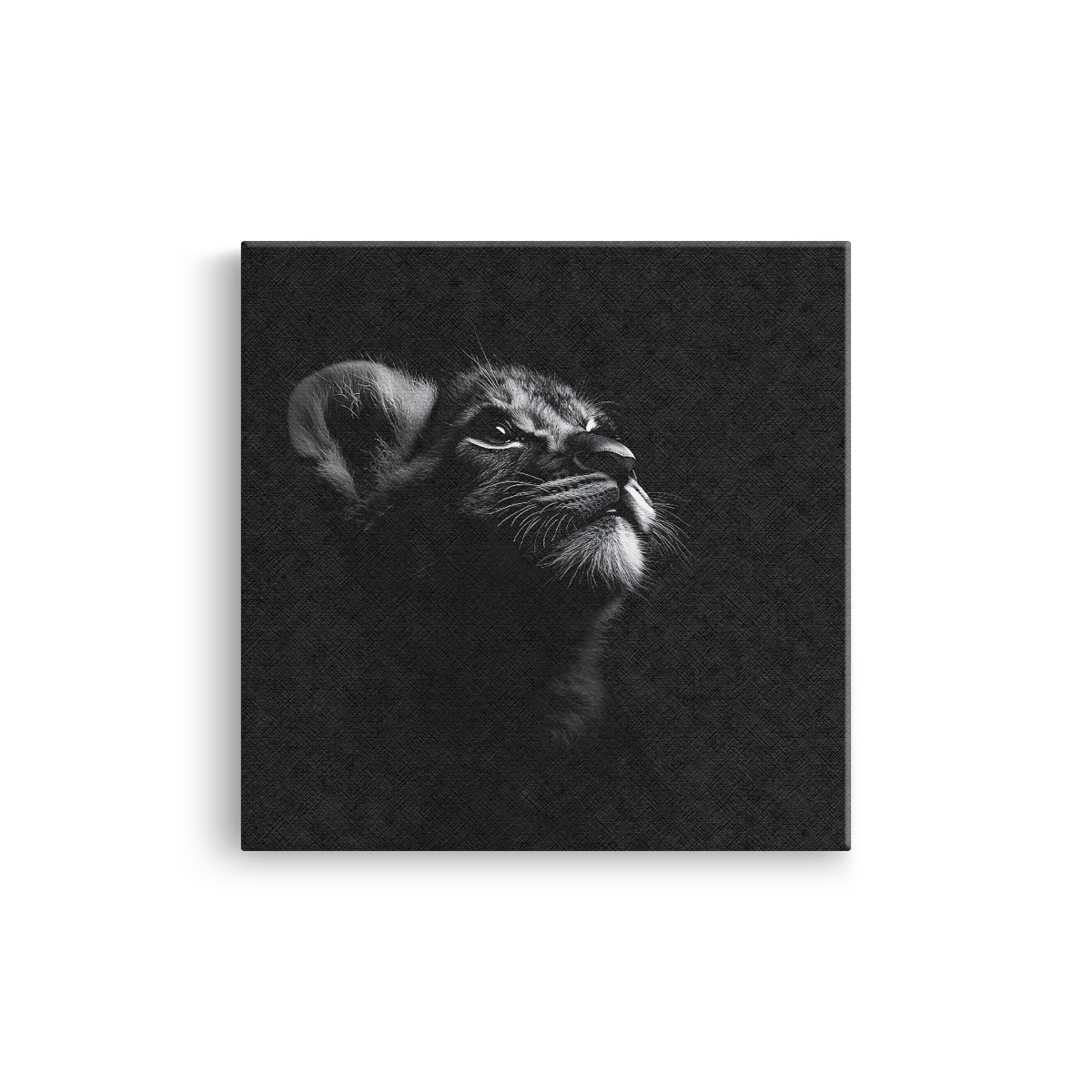Tablou Canvas Portret Pui de Pisică în Alb și Negru - IPCVBW-550-2