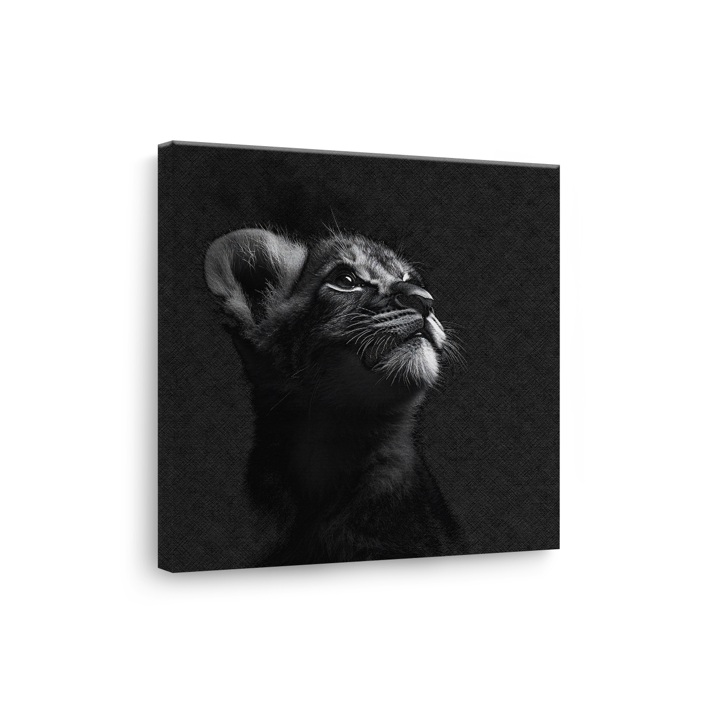 Tablou Canvas Portret Pui de Pisică în Alb și Negru - IPCVBW-550-3