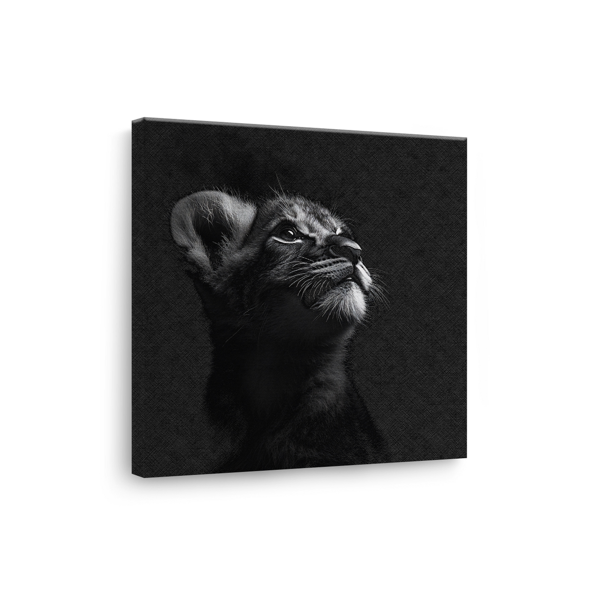 Tablou Canvas Portret Pui de Pisică în Alb și Negru - IPCVBW-550-3