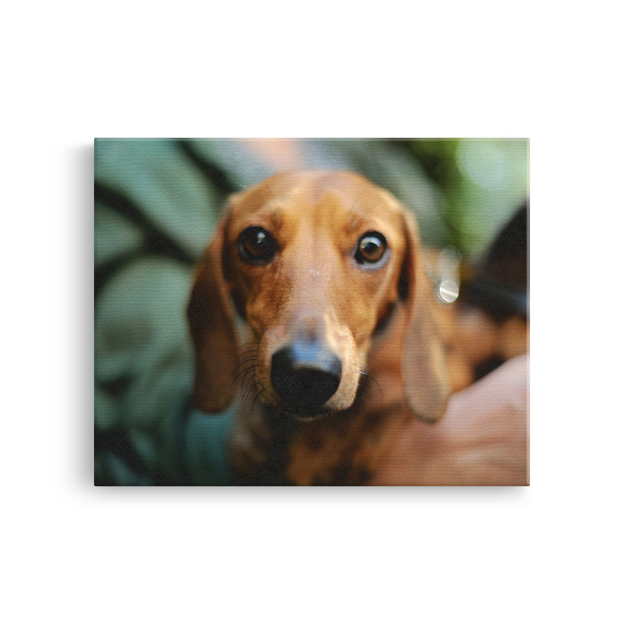 Tablou Canvas Portret Teckel, Fotografie Canină Artistică, Maro-Verde