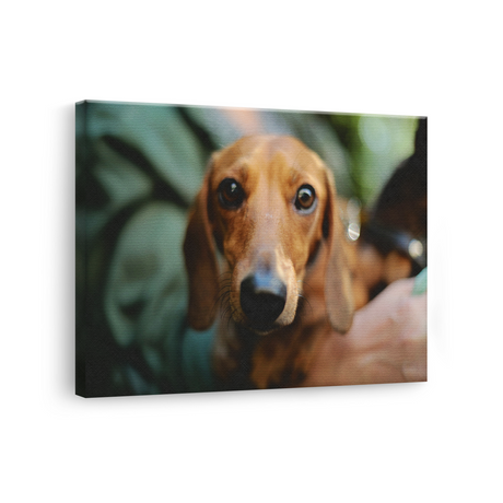 Tablou Canvas Portret Teckel, Fotografie Canină Artistică, Maro-Verde