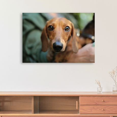 Tablou Canvas Portret Teckel, Fotografie Canină Artistică, Maro-Verde IPCVANI-304