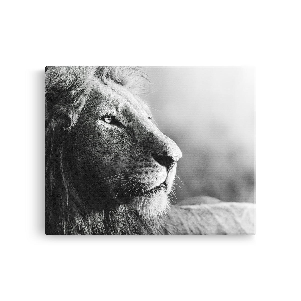 Tablou Canvas Portret de Leu, Wildlife Artistic, Alb-Negru