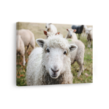 Tablou Canvas Portret de Oaie pe Câmp, Fotografie Rurală, Alb-Verde