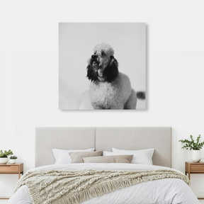 Tablou Canvas Pudel Stilat, Fotografie Artistică Monocromă, Alb-Negru IPCVANI-353