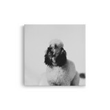 Tablou Canvas Pudel Stilat, Fotografie Artistică Monocromă, Alb-Negru
