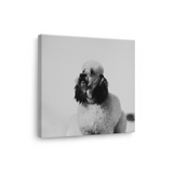 Tablou Canvas Pudel Stilat, Fotografie Artistică Monocromă, Alb-Negru