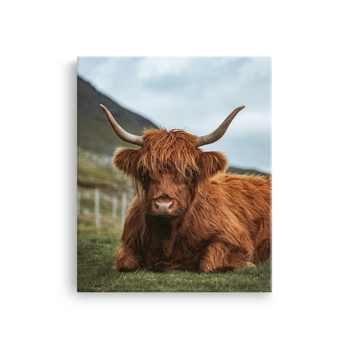 Tablou Canvas Taur Scoțian, Natură Rurală, Maro-Verde