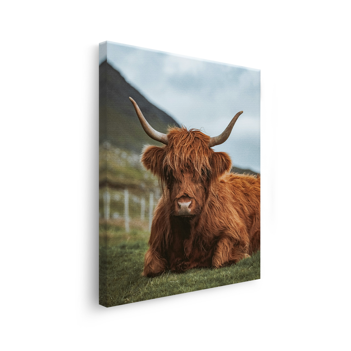 Tablou Canvas Taur Scoțian, Natură Rurală, Maro-Verde