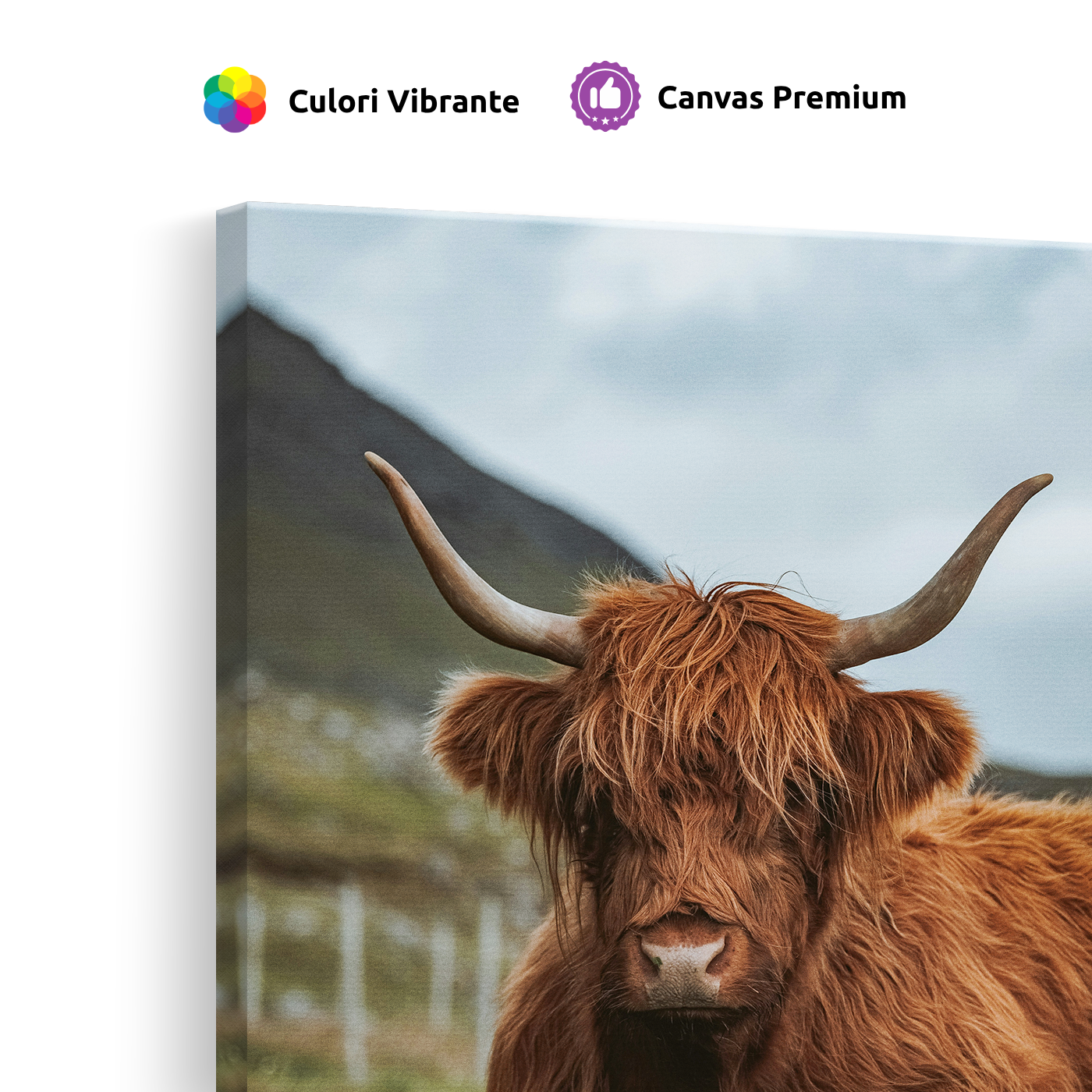 Tablou Canvas Taur Scoțian, Natură Rurală, Maro-Verde