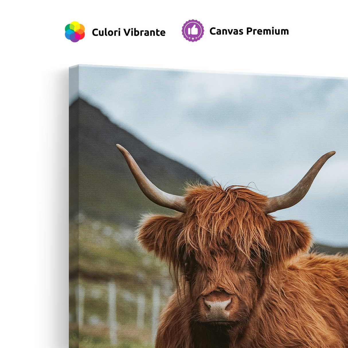 Tablou Canvas Taur Scoțian, Natură Rurală, Maro-Verde