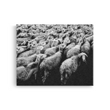 Tablou Canvas Turmă de Oi în Mișcare, Artă Fotografică Alb Negru