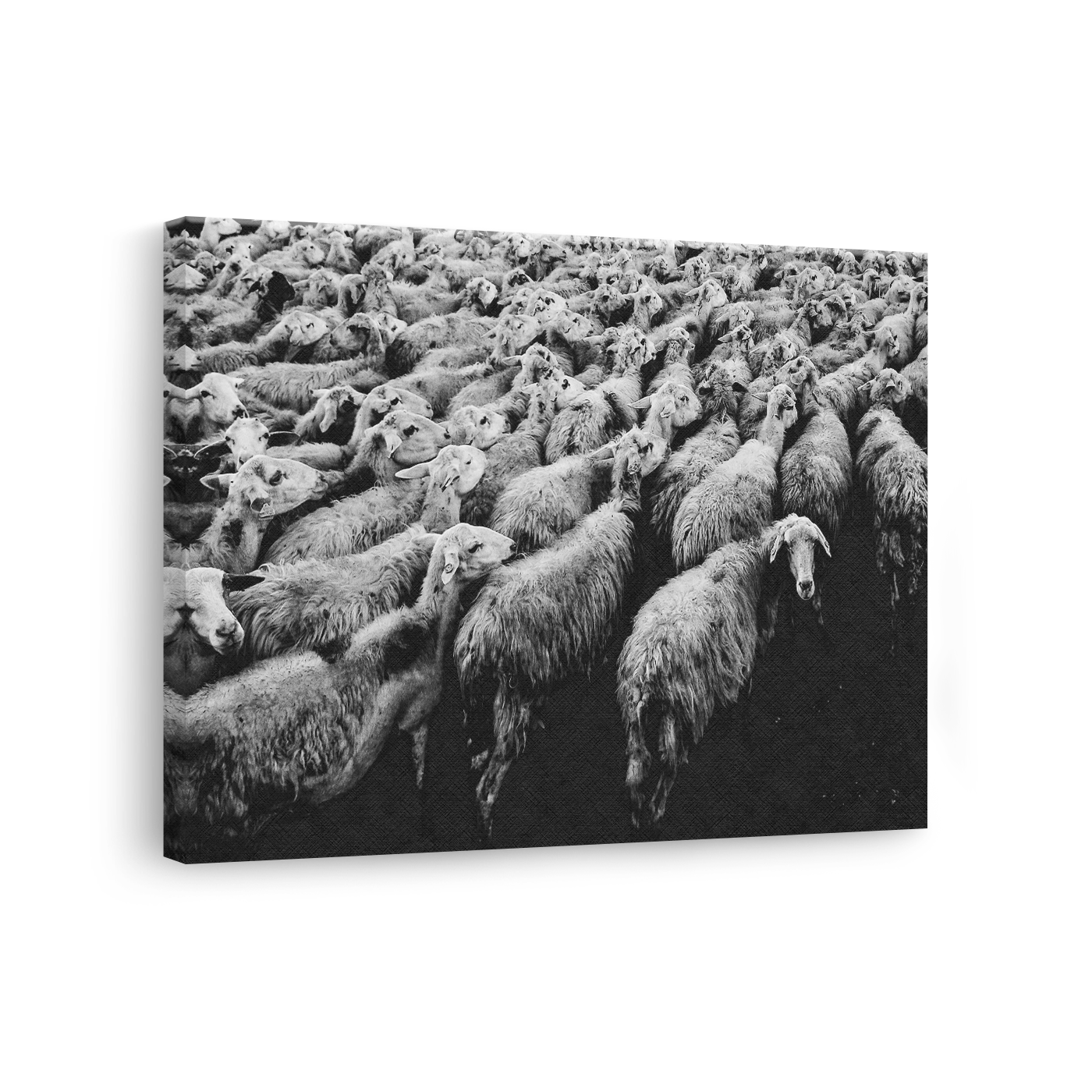 Tablou Canvas Turmă de Oi în Mișcare, Artă Fotografică Alb Negru
