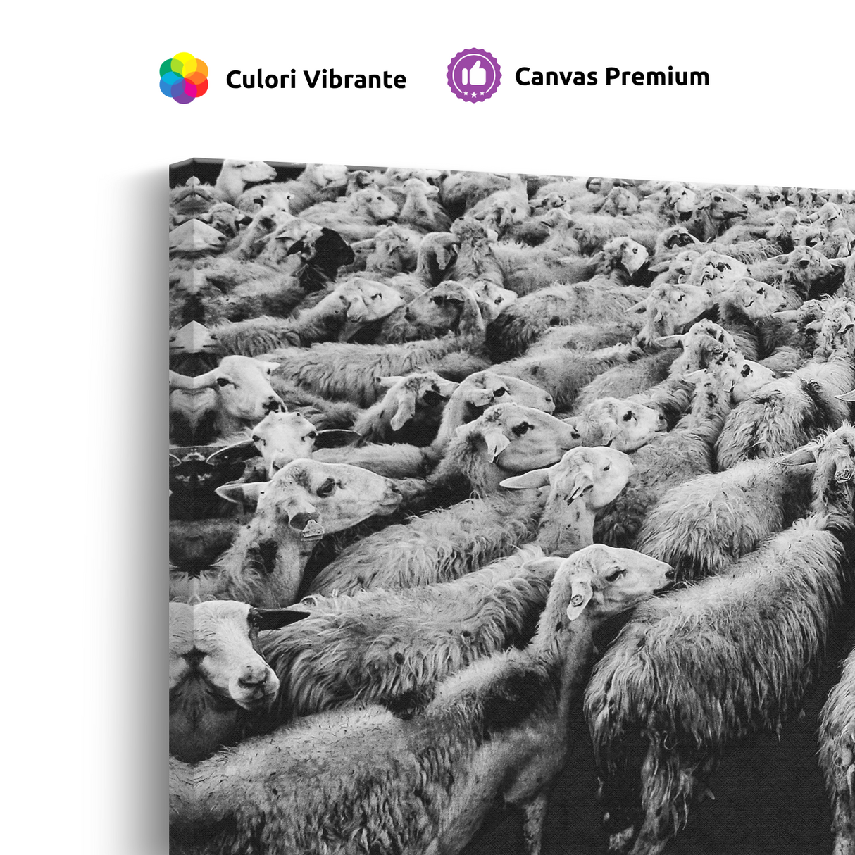 Tablou Canvas Turmă de Oi în Mișcare, Artă Fotografică Alb Negru