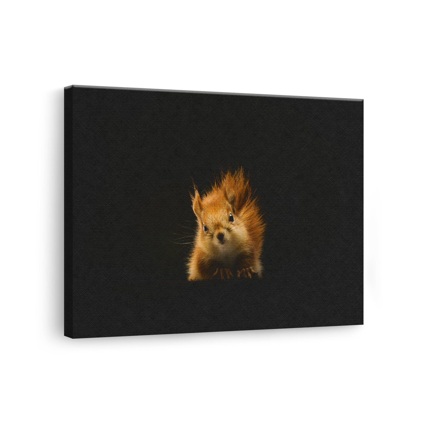 Tablou Canvas Veveriță Roșcată, Fotografie Artistică, Negru-Maro