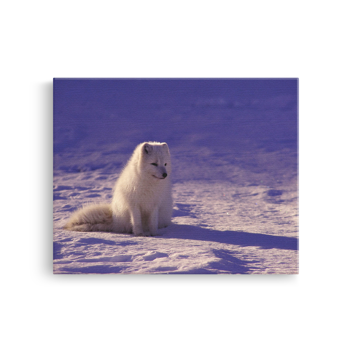 Tablou Canvas Vulpe Polară în Peisaj Arctic, Natură Sălbatică, Alb-Albastru