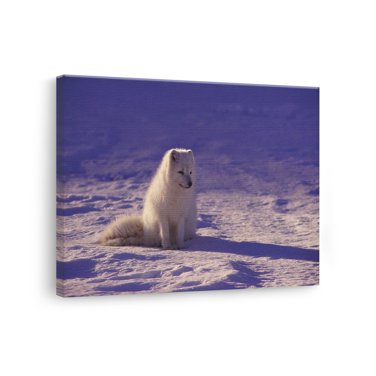 Tablou Canvas Vulpe Polară în Peisaj Arctic, Natură Sălbatică, Alb-Albastru