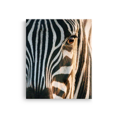 Tablou Canvas Zebră în Lumină Caldă, Fotografie Artistică, Alb-Negru
