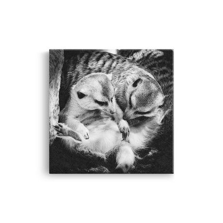 Tablou Familie de Suricate Alb-Negru - IPCVBW-558-2
