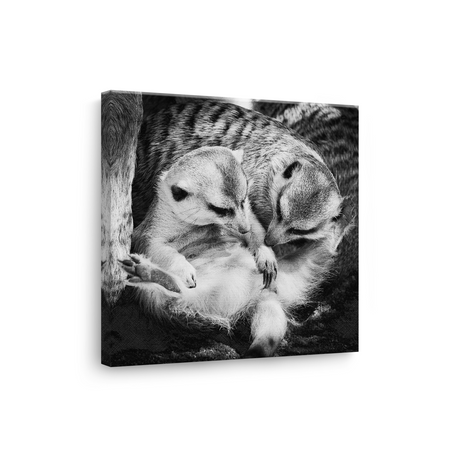 Tablou Familie de Suricate Alb-Negru - IPCVBW-558-3