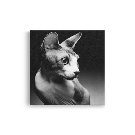 Tablou Pisică Sfinx în Stil Fine Art Alb-Negru - IPCVBW-559-2