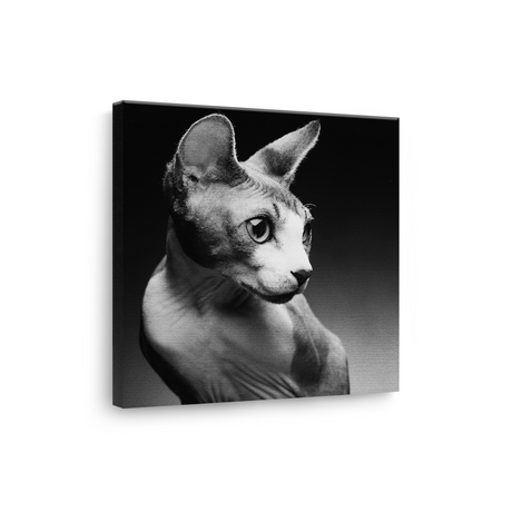 Tablou Pisică Sfinx în Stil Fine Art Alb-Negru - IPCVBW-559-3